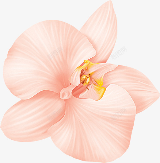 摄影粉红色的花朵png免抠素材_新图网 https://ixintu.com 摄影 粉红色 花朵