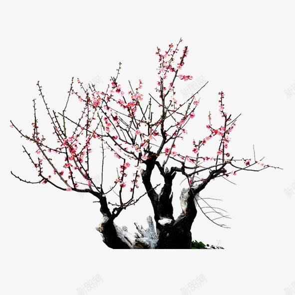 梅花独自psd免抠素材_新图网 https://ixintu.com 树枝 梅花 独立 红色 黑色