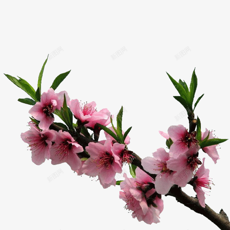 粉红桃花花朵花枝png免抠素材_新图网 https://ixintu.com 图片 桃花 粉红 花朵 花枝