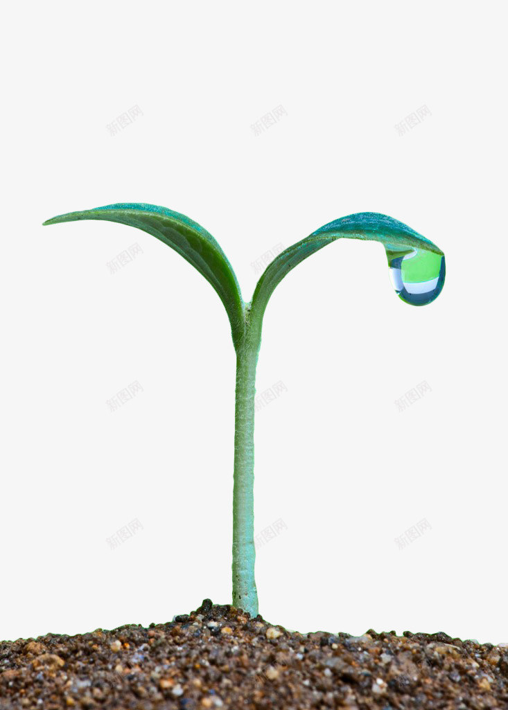 绿色植物土壤横剖面png免抠素材_新图网 https://ixintu.com 土地 土壤 土壤剖面 水珠 泥土 绿色