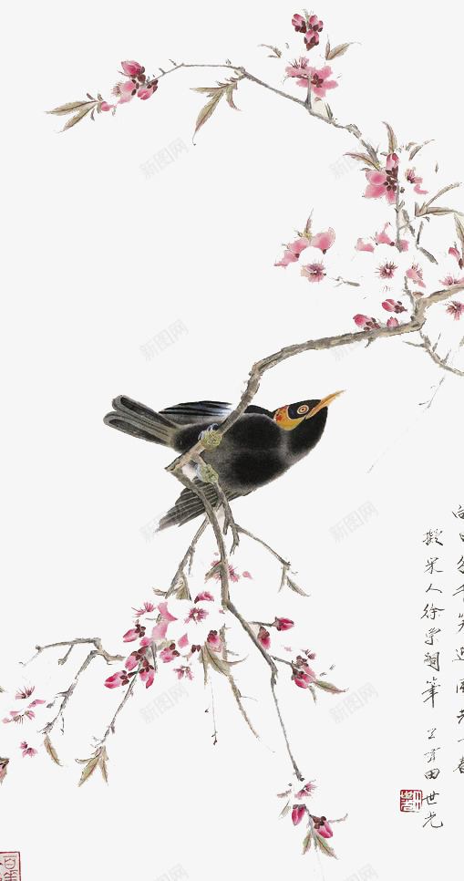 中国风喜鹊png免抠素材_新图网 https://ixintu.com 中国风喜鹊 免扣喜鹊 喜雀 树枝上的喜鹊 梅花 灰色喜鹊