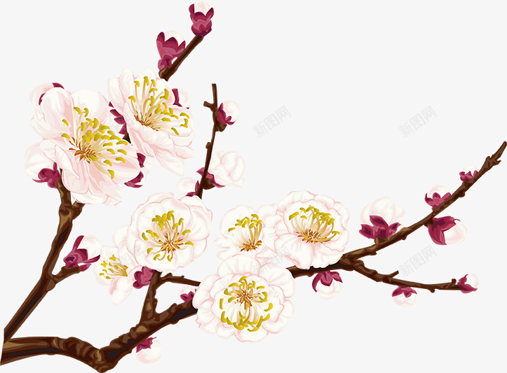 梅花植物插画2png免抠素材_新图网 https://ixintu.com 插画 梅花 植物 素材