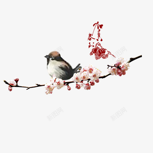 花枝上的鸟png免抠素材_新图网 https://ixintu.com 梅花 鸟 麻雀