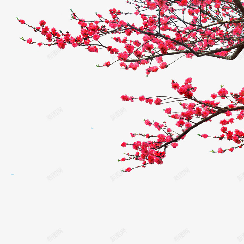梅花png免抠素材_新图网 https://ixintu.com 中秋节素材 古典梅花素材 水墨梅花素材