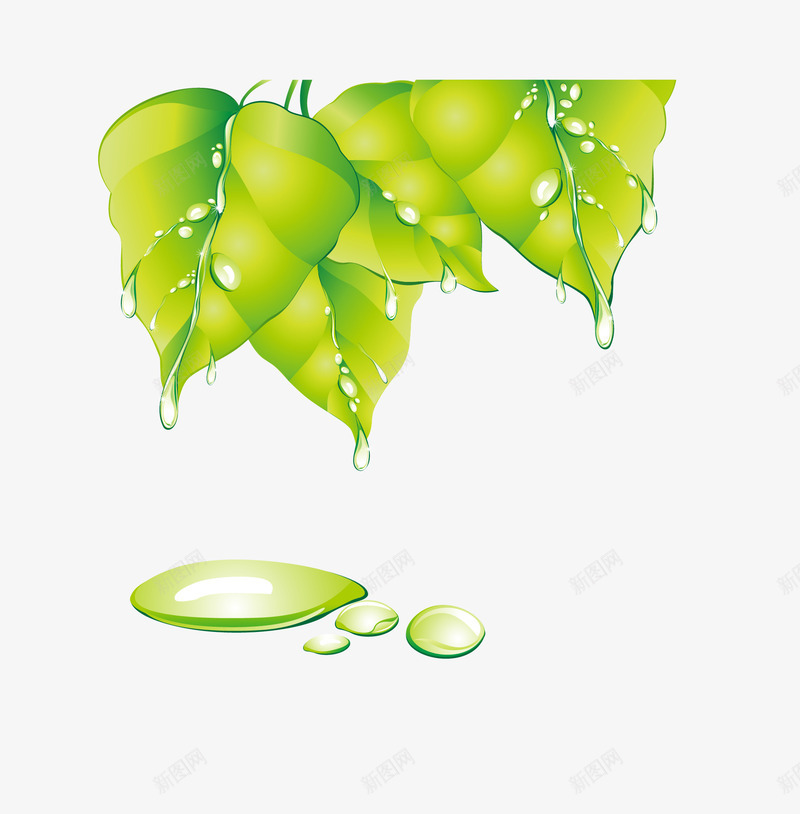 带有露珠的树叶png免抠素材_新图网 https://ixintu.com 树叶 水滴 矢量树叶 绿叶 翠绿的叶子 露珠