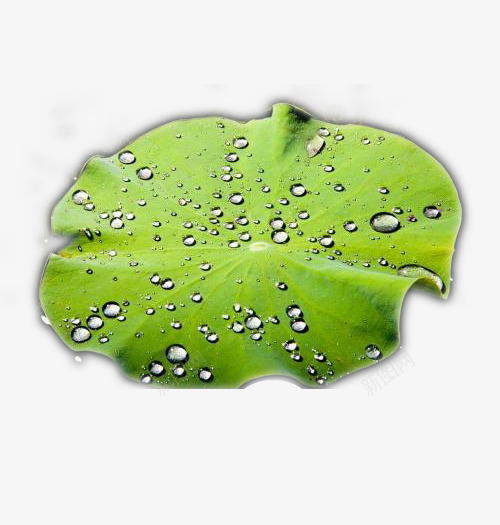 露水荷叶儿png免抠素材_新图网 https://ixintu.com 带水珠的叶子 带水珠的树叶 插画叶 水珠叶 水珠叶子 绿色 荷叶儿