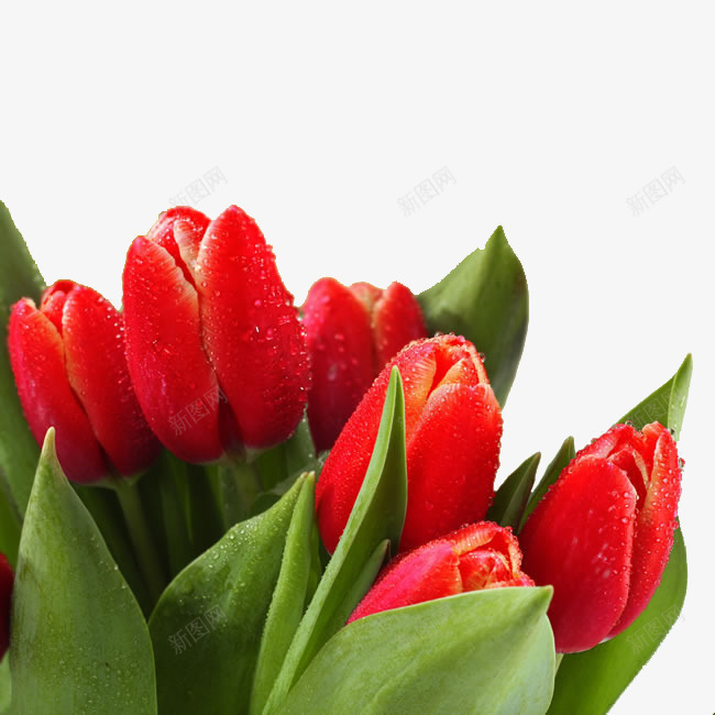 唯美郁金香花苞png免抠素材_新图网 https://ixintu.com 水珠 花卉 花朵 花束 花枝 花瓣 花苞 花草 郁金香 露水 鲜艳花朵 鲜花