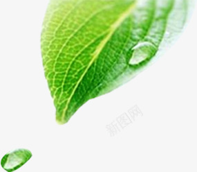 绿色清爽春天树叶水滴png免抠素材_新图网 https://ixintu.com 春天 树叶 水滴 清爽 绿色