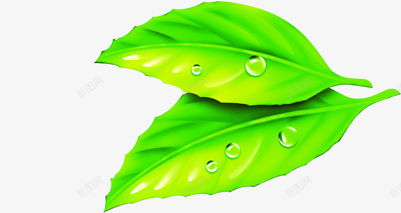 卡通树叶绿色水珠夏天png免抠素材_新图网 https://ixintu.com 卡通 夏天 树叶 水珠 绿色
