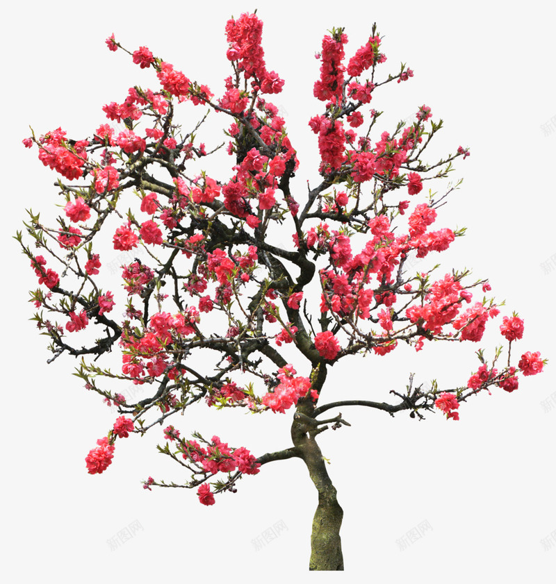 摄影红色的梅花开放png免抠素材_新图网 https://ixintu.com 开放 摄影 梅花 红色
