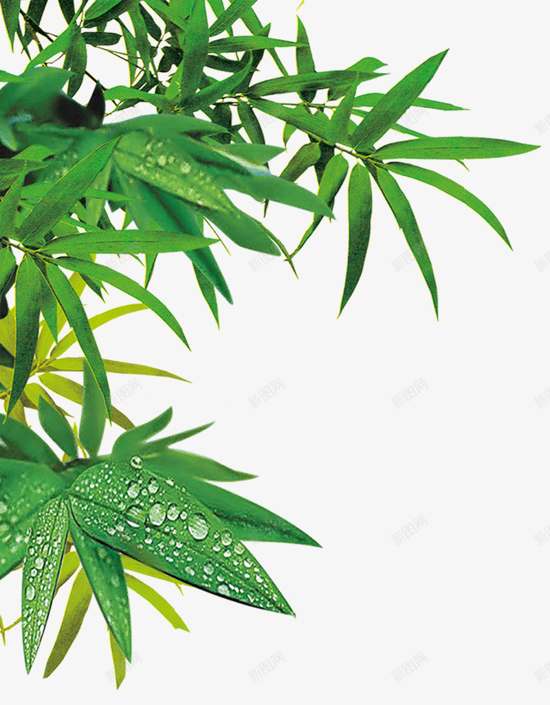 清新绿色竹叶水珠png免抠素材_新图网 https://ixintu.com 水珠 清新 竹叶 绿色