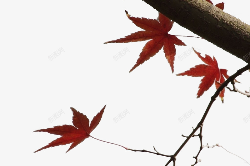 植物枫叶树枝png免抠素材_新图网 https://ixintu.com 枫叶 树枝 植物 素材