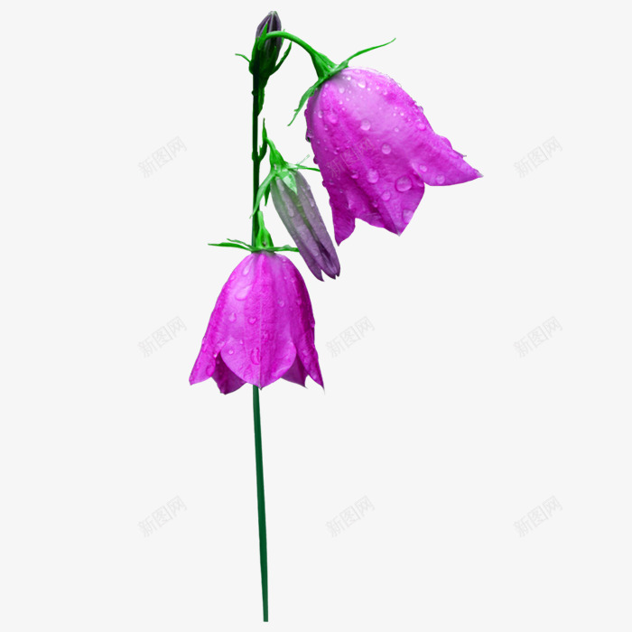 紫色一枝花水珠装饰图案png免抠素材_新图网 https://ixintu.com 一枝花 七叶 免抠PNG 水珠 紫色 花朵 装饰图案 露珠