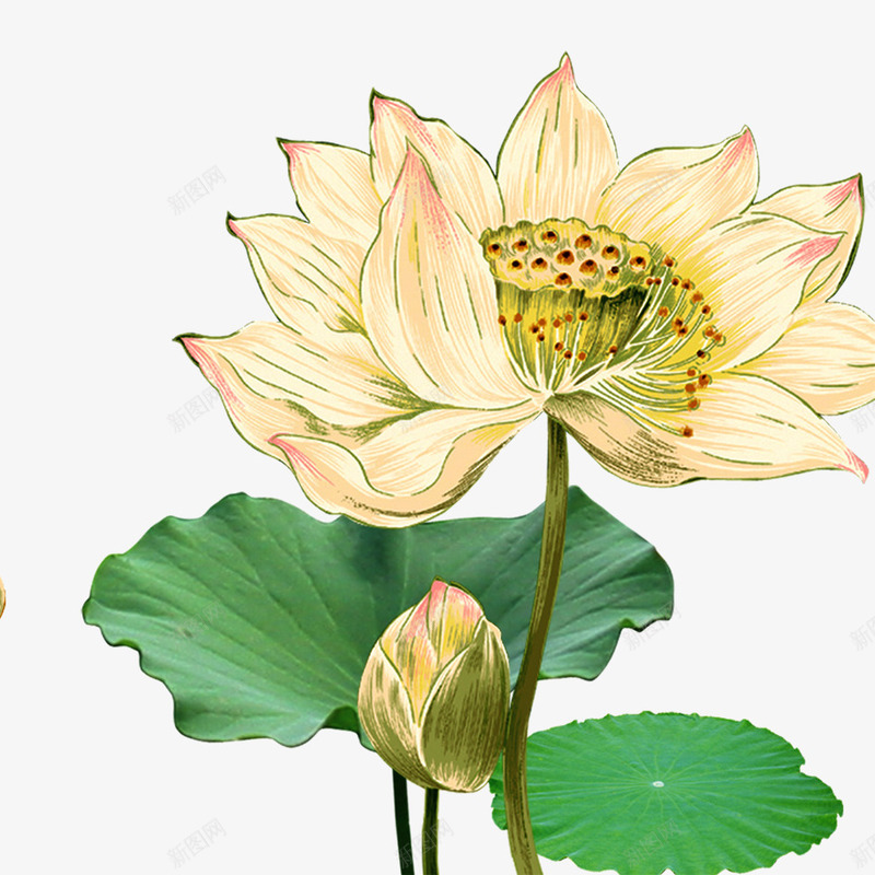 唯美荷花psd免抠素材_新图网 https://ixintu.com 唯美 植物 橙色 水珠 粉色 绿叶 花梗 花蕾 荷花 荷花叶