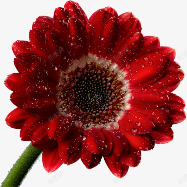 手绘红色花朵水珠png免抠素材_新图网 https://ixintu.com 水珠 红色 花朵