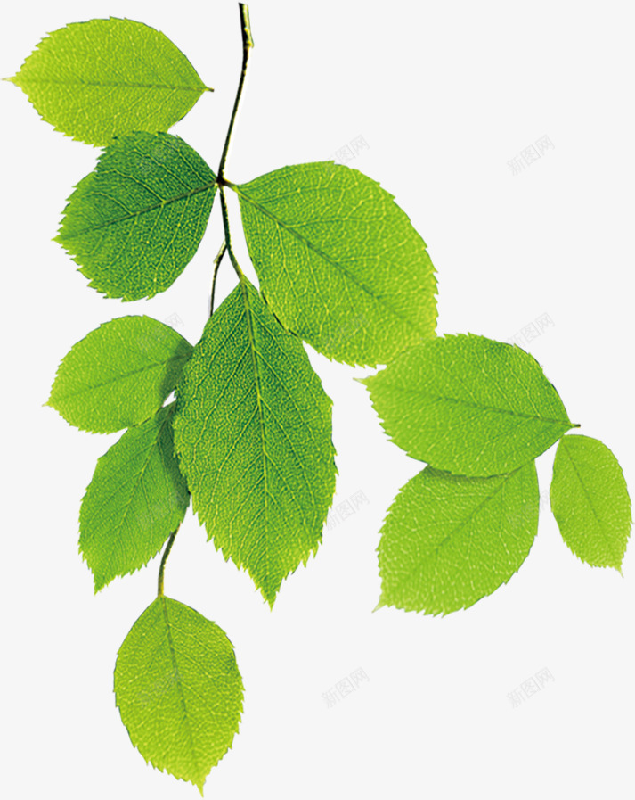 春天绿叶水滴植物装饰png免抠素材_新图网 https://ixintu.com 春天 植物 水滴 绿叶 装饰