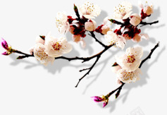 梅花主题羽绒服网页png免抠素材_新图网 https://ixintu.com 主题 梅花 网页 羽绒服