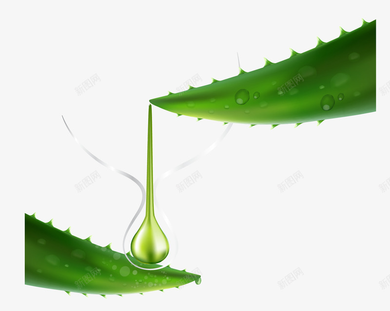 芦荟png免抠素材_新图网 https://ixintu.com 植物 水滴 矢量芦荟 芦荟