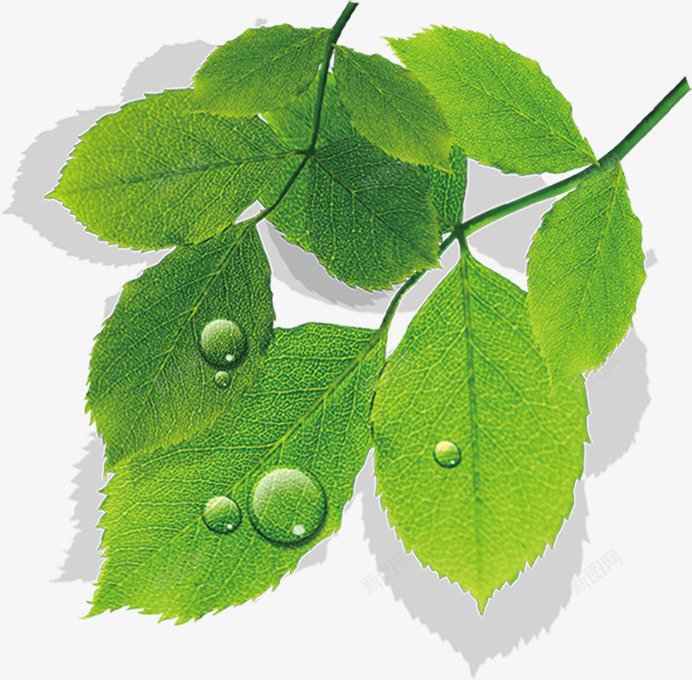 春天绿叶水滴植物png免抠素材_新图网 https://ixintu.com 春天 植物 水滴 绿叶