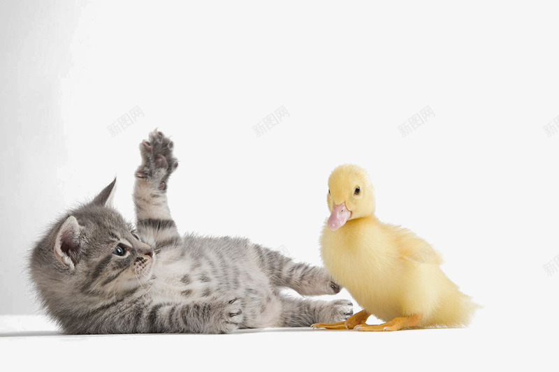宠物鸭子猫咪兔子一群png免抠素材_新图网 https://ixintu.com 一群 兔子 宠物 猫咪 鸭子
