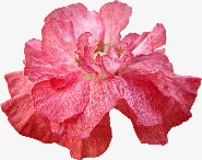 粉红色花朵花瓣png免抠素材_新图网 https://ixintu.com 粉红色 花朵 花瓣