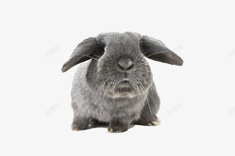 兔子黑兔子垂耳兔可爱动png免抠素材_新图网 https://ixintu.com 兔子 动物 可爱 垂耳兔 宠物 黑兔子