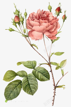 水墨手绘粉红色的花朵素材