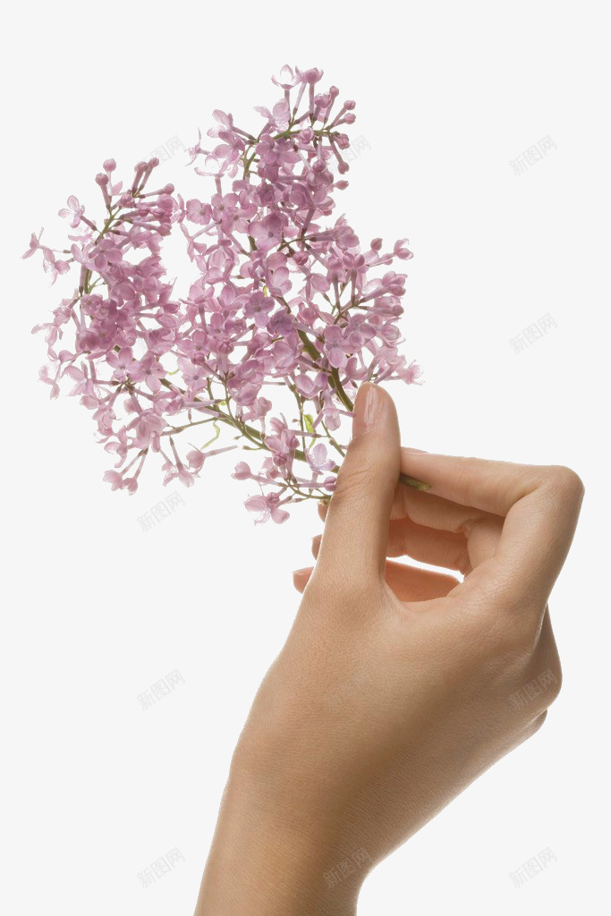 手png免抠素材_新图网 https://ixintu.com 丁香花 左右手 手 手势 拿着花