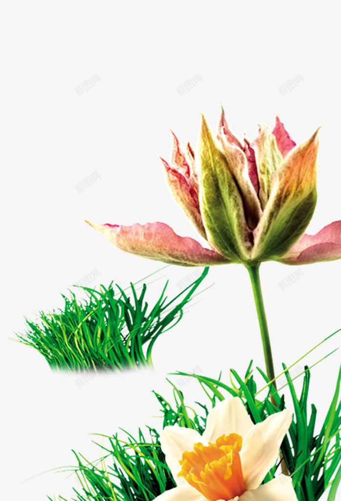 春季粉红色植物小花png免抠素材_新图网 https://ixintu.com 春季 植物 粉红色