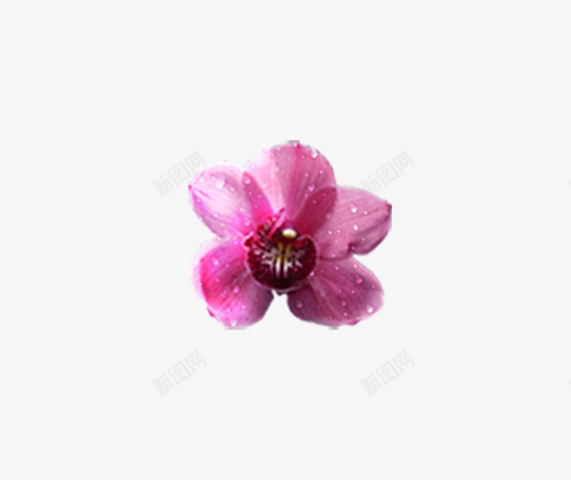 玫红色单朵带水珠小花png免抠素材_新图网 https://ixintu.com 水珠 清新 玫红色 花朵 雨后