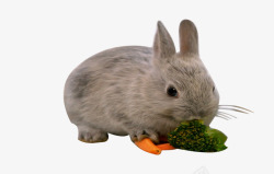 可爱兔子吃东西素材