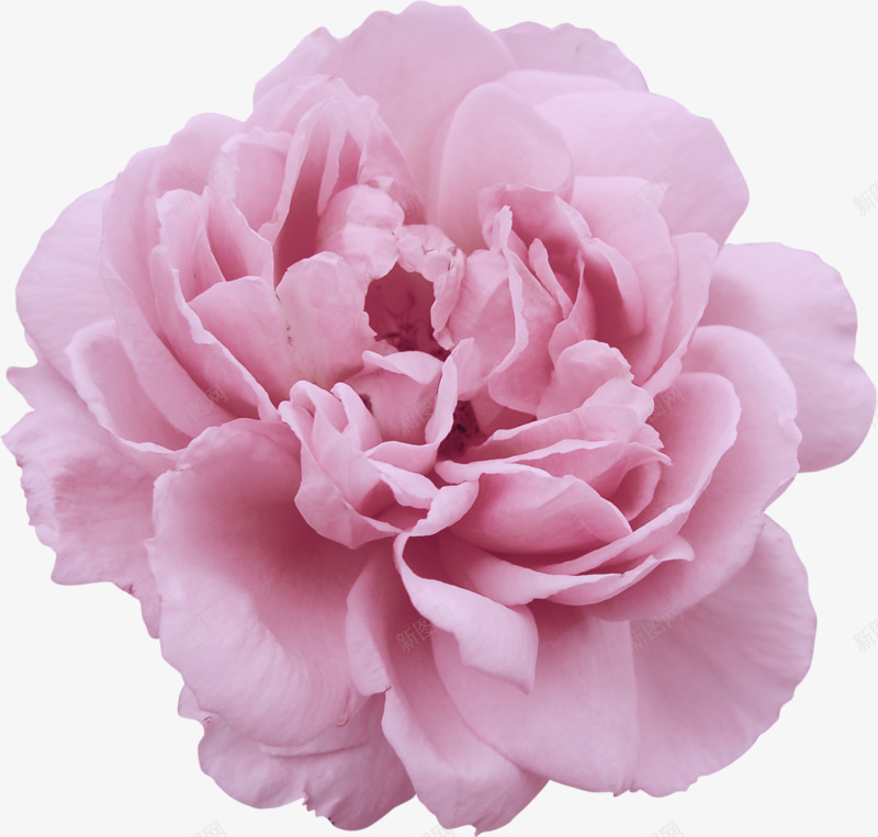粉红花瓣花蕊花朵png免抠素材_新图网 https://ixintu.com 粉红 花朵 花瓣 花蕊