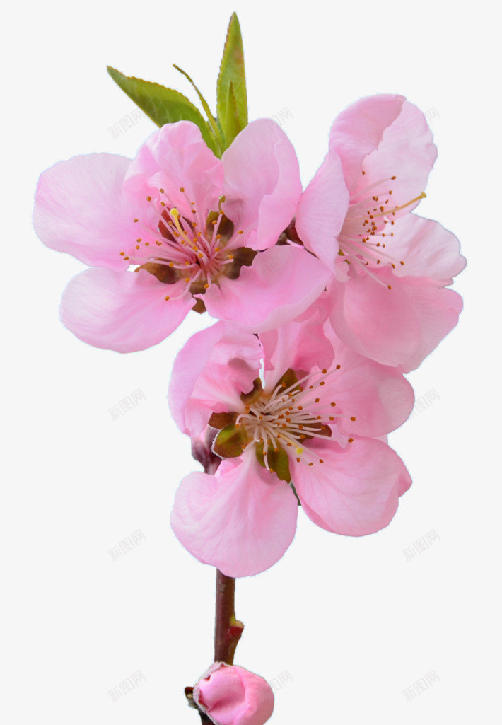 粉色花朵首页装修png免抠素材_新图网 https://ixintu.com 粉色 花朵 装修