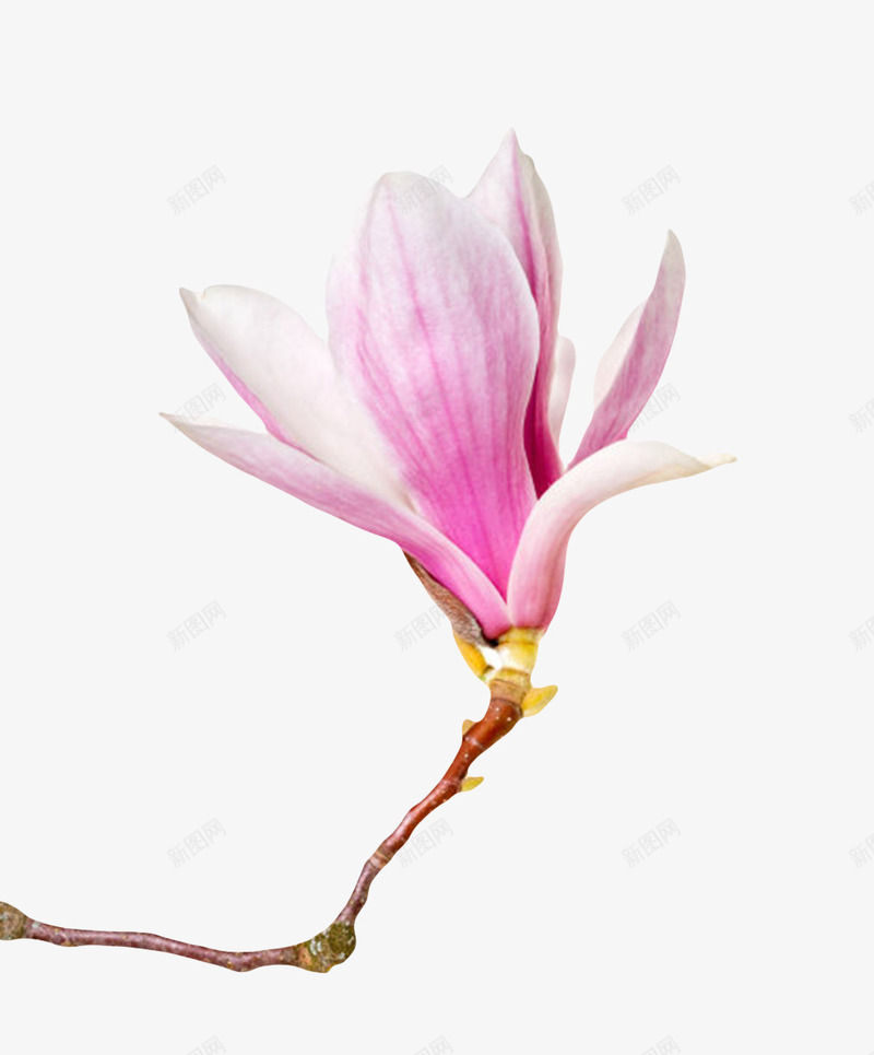 粉红色香味带萌芽的玉兰花瓣实物png免抠素材_新图网 https://ixintu.com 一朵 喜光 木兰科 植物界 玉兰花瓣 耐寒 花瓣 芳香油 药用价值