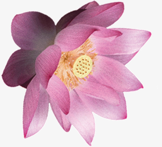 粉红色莲花png免抠素材_新图网 https://ixintu.com 粉红色 花朵 莲花