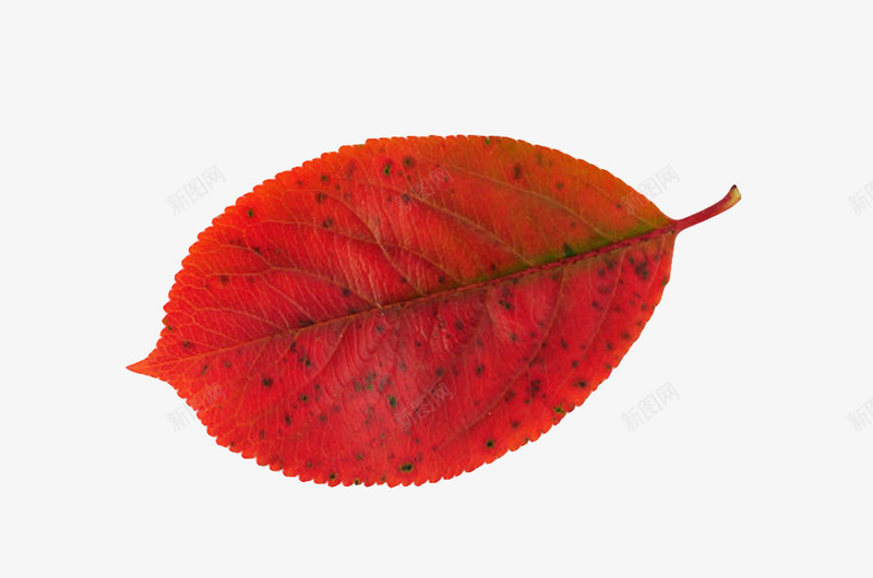 红色植物污渍的静止的树叶实物png免抠素材_新图网 https://ixintu.com 一片 光合作用 叶子 呼吸作用 树枝 植物 槭树科 锯齿 静止的树叶 黑点