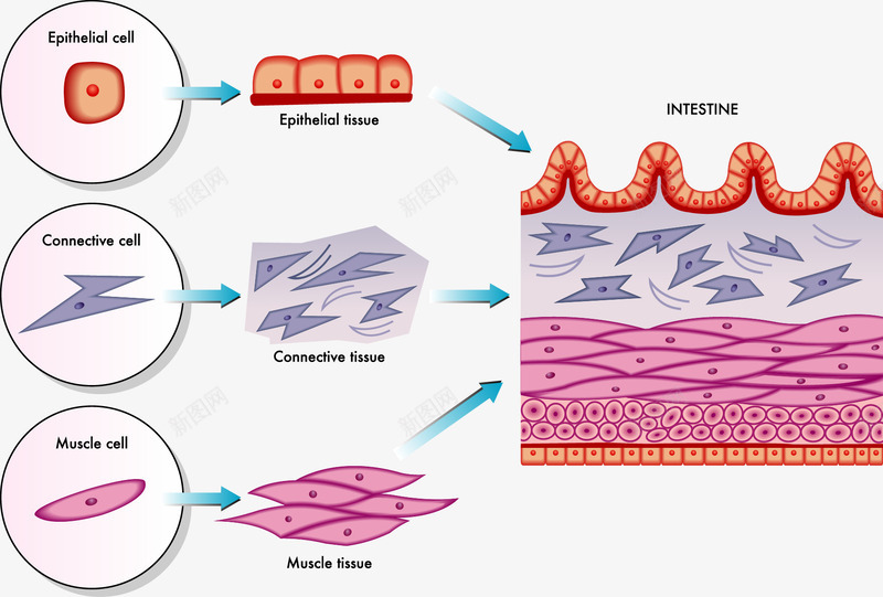 皮肤细胞分层图png免抠素材_新图网 https://ixintu.com 医疗插图 生物学 皮肤结构 细胞