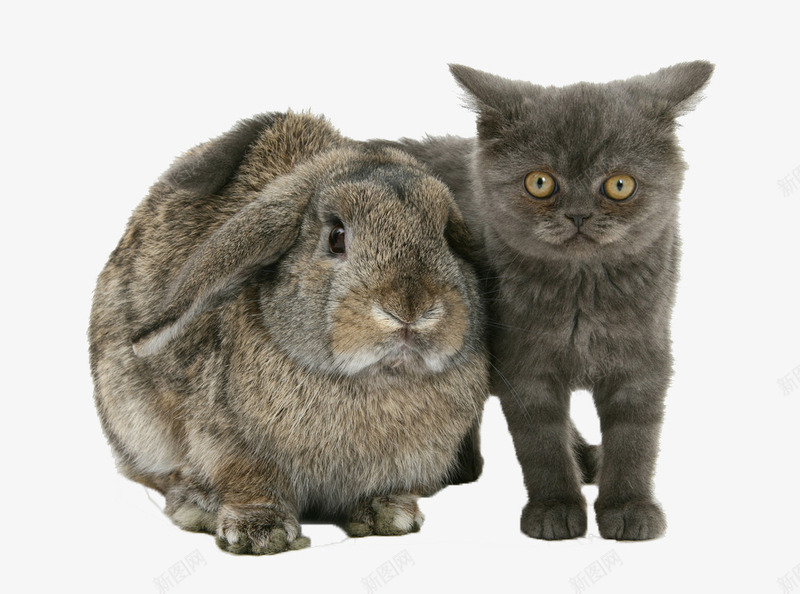 动物猫咪兔子png免抠素材_新图网 https://ixintu.com 兔子 动物 可爱 猫咪