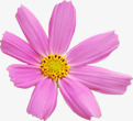 唯美花朵淘宝首页png免抠素材_新图网 https://ixintu.com 花朵