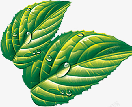 手绘绿色清新树叶水珠png免抠素材_新图网 https://ixintu.com 树叶 水珠 清新 绿色