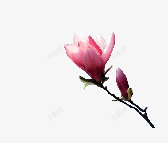 粉红桃花花朵花枝png免抠素材_新图网 https://ixintu.com 桃花 粉红 花朵 花枝