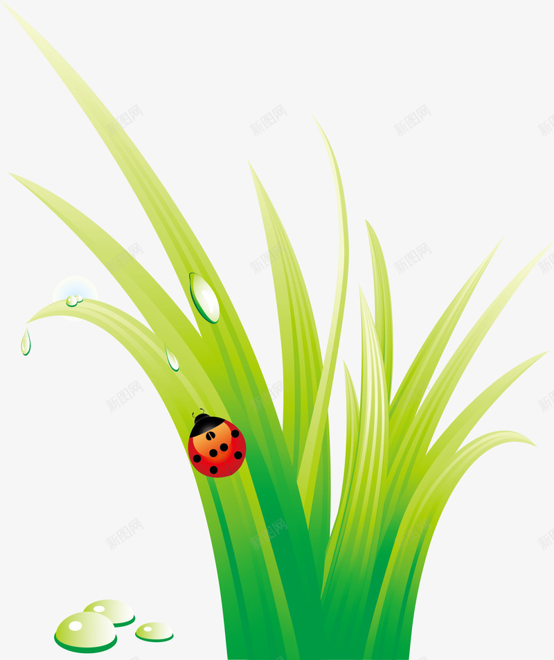 绿色小草瓢虫png免抠素材_新图网 https://ixintu.com 小草 水滴 清新 瓢虫 简约 绿色 芒草 草水滴 虫子 装饰图案 露水 鲜嫩的小草