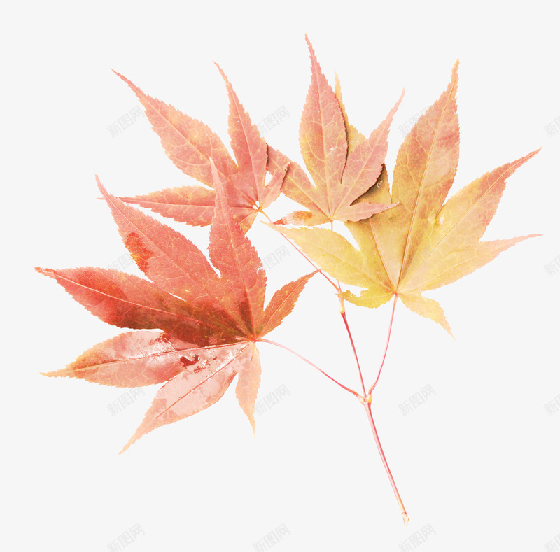 橙色漂亮枫叶枝叶png免抠素材_新图网 https://ixintu.com 枝叶 枫叶 橙色枝叶 漂亮枝叶