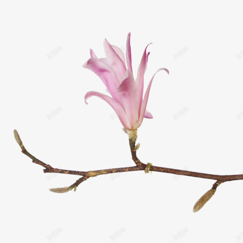 粉红色香味小小嫩芽的玉兰花瓣实png免抠素材_新图网 https://ixintu.com 分支 喜光 木兰族 木兰科 植物界 玉兰花瓣 粉红色香味小小嫩芽的玉兰花瓣实物免费下载 耐寒 芳香油 药用价值 萌芽
