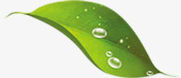 绿色树叶水珠清新png免抠素材_新图网 https://ixintu.com 树叶 水珠 清新 绿色