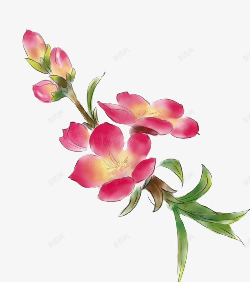 手绘水彩画桃花花朵粉红色png免抠素材_新图网 https://ixintu.com 卡通桃树 叶子 手绘 桃花花朵 水彩 粉红色 花朵 花苞
