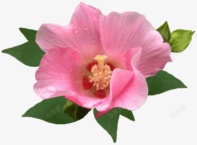 绿叶粉色花朵水滴png免抠素材_新图网 https://ixintu.com 水滴 粉色 绿叶 花朵