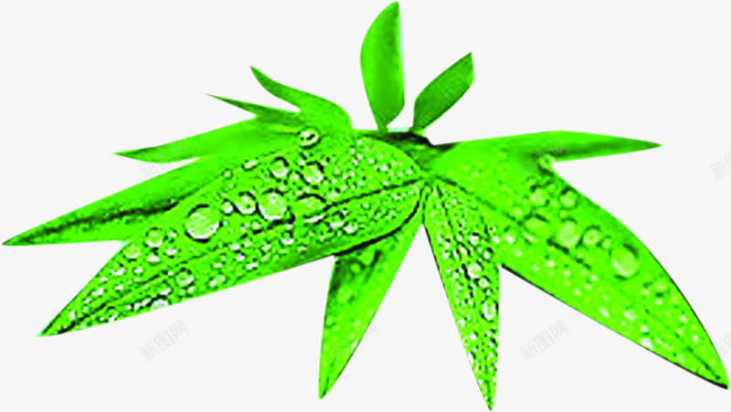卡通水珠竹叶png免抠素材_新图网 https://ixintu.com 卡通 水珠 竹叶
