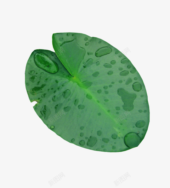 树叶png免抠素材_新图网 https://ixintu.com 树叶 水滴 绿色 荷叶 露珠