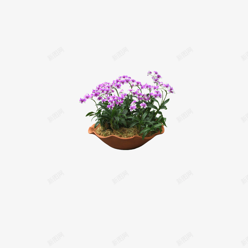 花卉盆景粉红色花png免抠素材_新图网 https://ixintu.com 花卉盆景粉红色花